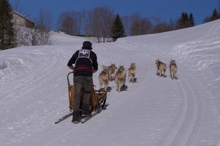 La Pesse 2014 Course de chiens de traineau (vendredi 7 Samedi 8/03/2014), DSC05230