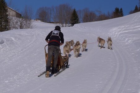 La Pesse 2014 Course de chiens de traineau (vendredi 7 Samedi 8/03/2014), DSC05231