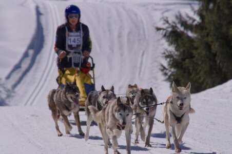 La Pesse 2014 Course de chiens de traineau (vendredi 7 Samedi 8/03/2014), DSC05249