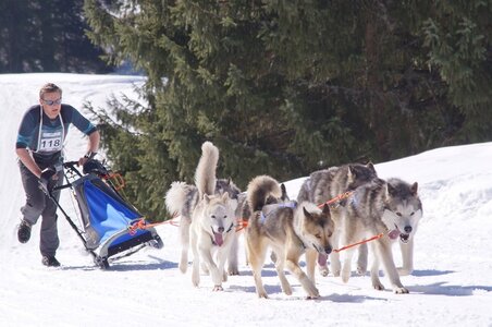 La Pesse 2014 Course de chiens de traineau (vendredi 7 Samedi 8/03/2014), DSC05257