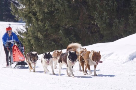 La Pesse 2014 Course de chiens de traineau (vendredi 7 Samedi 8/03/2014), DSC05264