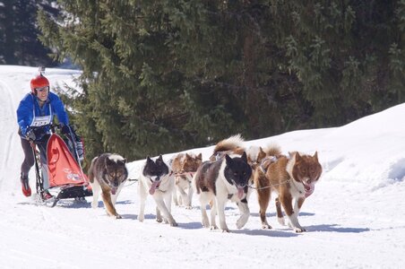 La Pesse 2014 Course de chiens de traineau (vendredi 7 Samedi 8/03/2014), DSC05265