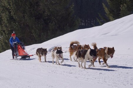 La Pesse 2014 Course de chiens de traineau (vendredi 7 Samedi 8/03/2014), DSC05266