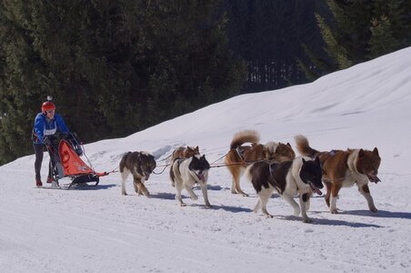 La Pesse 2014 Course de chiens de traineau (vendredi 7 Samedi 8/03/2014), DSC05267