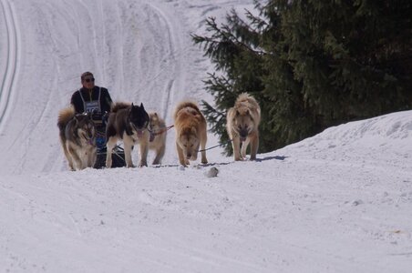 La Pesse 2014 Course de chiens de traineau (vendredi 7 Samedi 8/03/2014), DSC05274