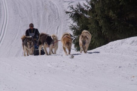 La Pesse 2014 Course de chiens de traineau (vendredi 7 Samedi 8/03/2014), DSC05276