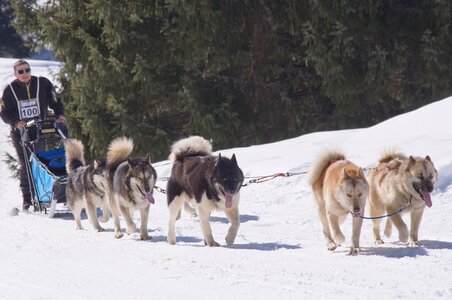 La Pesse 2014 Course de chiens de traineau (vendredi 7 Samedi 8/03/2014), DSC05277