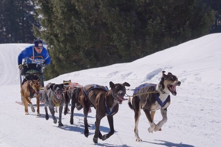 La Pesse 2014 Course de chiens de traineau (vendredi 7 Samedi 8/03/2014), DSC05288