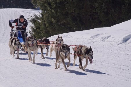 La Pesse 2014 Course de chiens de traineau (vendredi 7 Samedi 8/03/2014), DSC05298