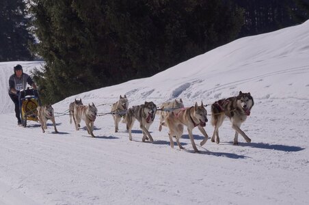 La Pesse 2014 Course de chiens de traineau (vendredi 7 Samedi 8/03/2014), DSC05314