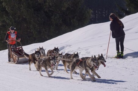 La Pesse 2014 Course de chiens de traineau (vendredi 7 Samedi 8/03/2014), DSC05323