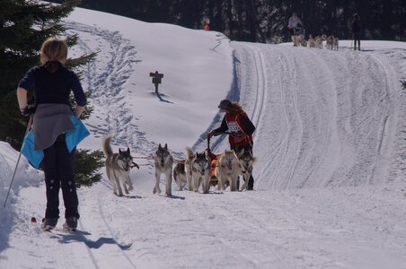 La Pesse 2014 Course de chiens de traineau (vendredi 7 Samedi 8/03/2014), DSC05334
