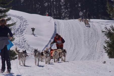 La Pesse 2014 Course de chiens de traineau (vendredi 7 Samedi 8/03/2014), DSC05337