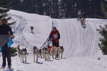 La Pesse 2014 Course de chiens de traineau (vendredi 7 Samedi 8/03/2014), DSC05340