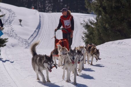 La Pesse 2014 Course de chiens de traineau (vendredi 7 Samedi 8/03/2014), DSC05342