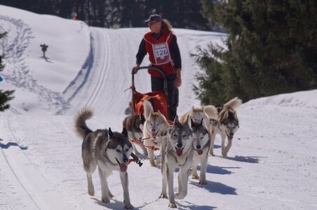 La Pesse 2014 Course de chiens de traineau (vendredi 7 Samedi 8/03/2014), DSC05344