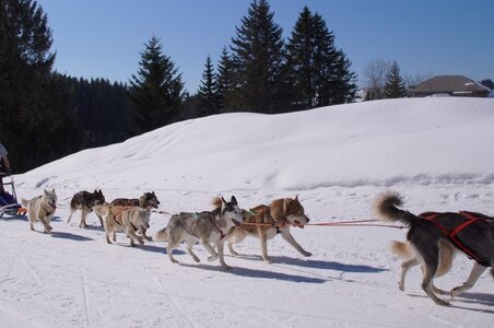 La Pesse 2014 Course de chiens de traineau (vendredi 7 Samedi 8/03/2014), DSC05349