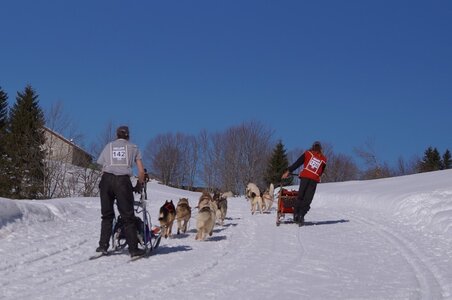La Pesse 2014 Course de chiens de traineau (vendredi 7 Samedi 8/03/2014), DSC05354