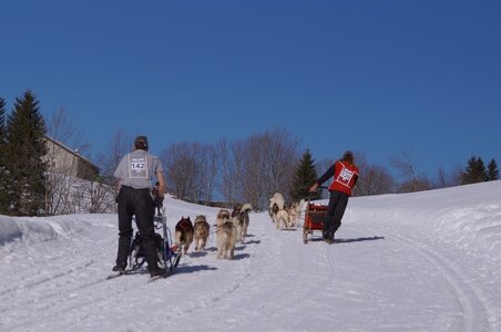 La Pesse 2014 Course de chiens de traineau (vendredi 7 Samedi 8/03/2014), DSC05355