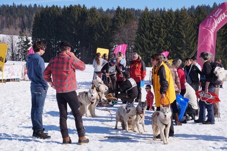 La Pesse 2014 Course de chiens de traineau (vendredi 7 Samedi 8/03/2014), DSC05393