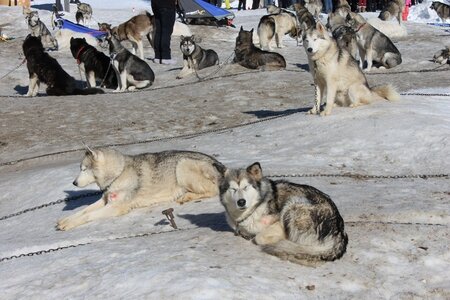 La Pesse 2014 Course de chiens de traineau (vendredi 7 Samedi 8/03/2014), IMG_4014