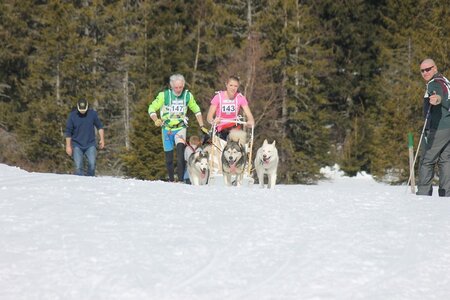La Pesse 2014 Course de chiens de traineau (vendredi 7 Samedi 8/03/2014), IMG_4089