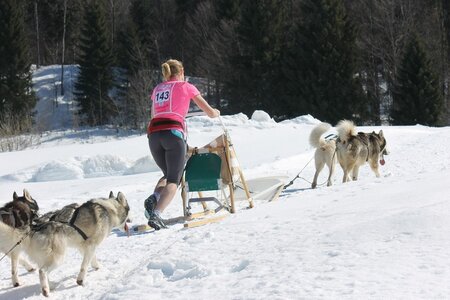 La Pesse 2014 Course de chiens de traineau (vendredi 7 Samedi 8/03/2014), IMG_4097