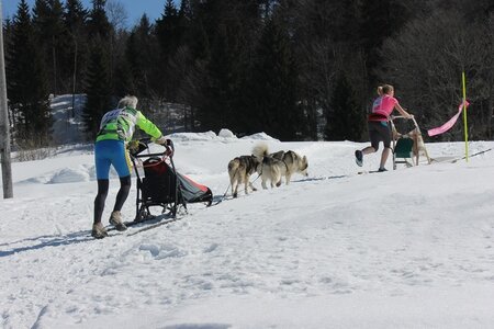 La Pesse 2014 Course de chiens de traineau (vendredi 7 Samedi 8/03/2014), IMG_4098