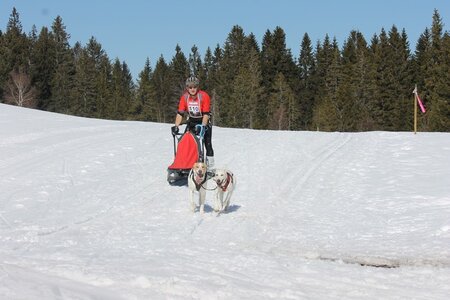 La Pesse 2014 Course de chiens de traineau (vendredi 7 Samedi 8/03/2014), IMG_4125