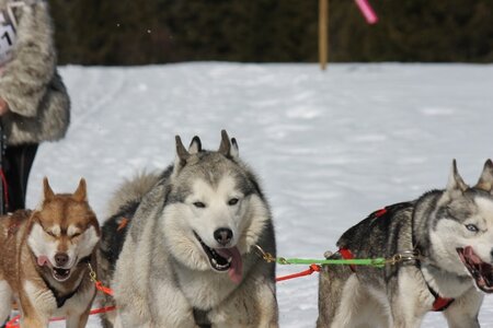 La Pesse 2014 Course de chiens de traineau (vendredi 7 Samedi 8/03/2014), IMG_4187