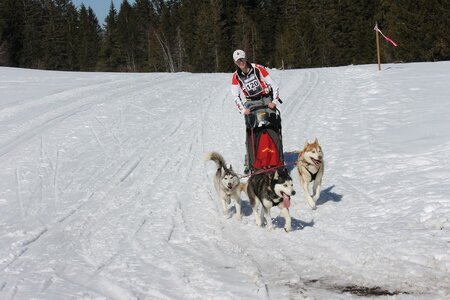 La Pesse 2014 Course de chiens de traineau (vendredi 7 Samedi 8/03/2014), IMG_4203