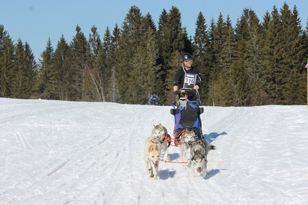 La Pesse 2014 Course de chiens de traineau (vendredi 7 Samedi 8/03/2014), IMG_4215