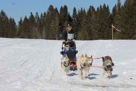 La Pesse 2014 Course de chiens de traineau (vendredi 7 Samedi 8/03/2014), IMG_4216
