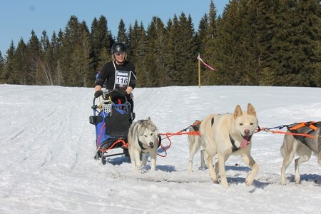 La Pesse 2014 Course de chiens de traineau (vendredi 7 Samedi 8/03/2014), IMG_4217
