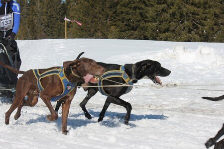 La Pesse 2014 Course de chiens de traineau (vendredi 7 Samedi 8/03/2014), IMG_4221