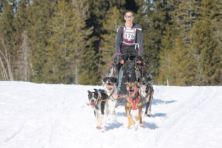 La Pesse 2014 Course de chiens de traineau (vendredi 7 Samedi 8/03/2014), IMG_4228