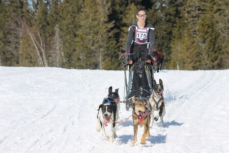 La Pesse 2014 Course de chiens de traineau (vendredi 7 Samedi 8/03/2014), IMG_4229