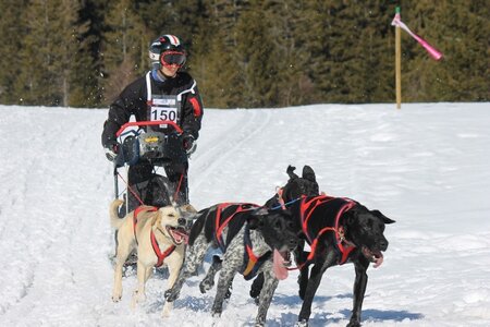 La Pesse 2014 Course de chiens de traineau (vendredi 7 Samedi 8/03/2014), IMG_4234