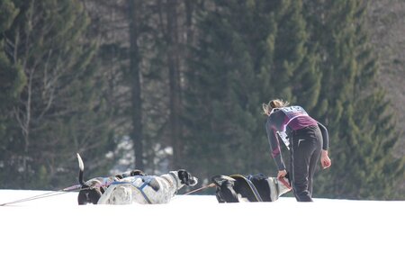 La Pesse 2014 Course de chiens de traineau (vendredi 7 Samedi 8/03/2014), IMG_4236
