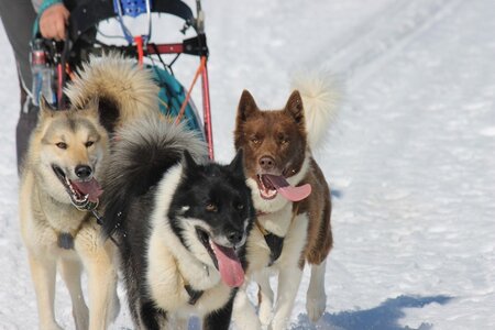 La Pesse 2014 Course de chiens de traineau (vendredi 7 Samedi 8/03/2014), IMG_4243