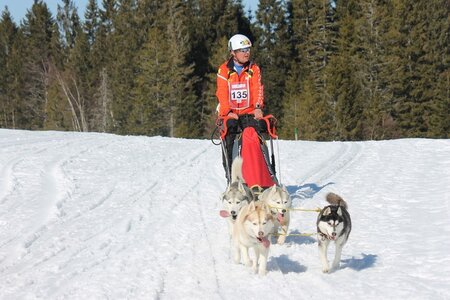 La Pesse 2014 Course de chiens de traineau (vendredi 7 Samedi 8/03/2014), IMG_4261