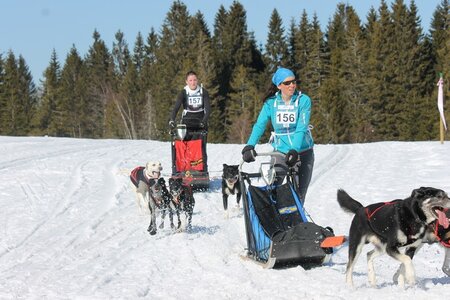 La Pesse 2014 Course de chiens de traineau (vendredi 7 Samedi 8/03/2014), IMG_4283