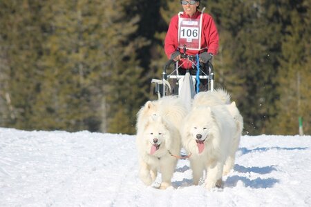 La Pesse 2014 Course de chiens de traineau (vendredi 7 Samedi 8/03/2014), IMG_4288