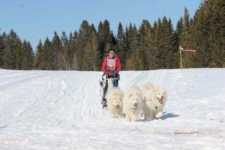La Pesse 2014 Course de chiens de traineau (vendredi 7 Samedi 8/03/2014), IMG_4291