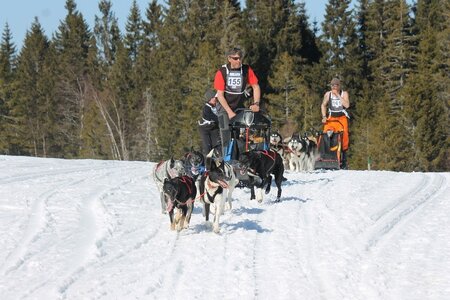 La Pesse 2014 Course de chiens de traineau (vendredi 7 Samedi 8/03/2014), IMG_4301
