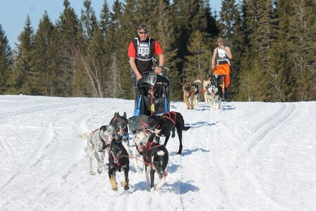 La Pesse 2014 Course de chiens de traineau (vendredi 7 Samedi 8/03/2014), IMG_4302
