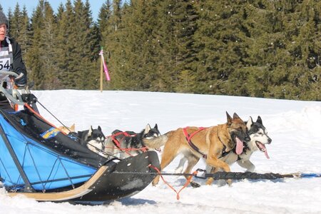 La Pesse 2014 Course de chiens de traineau (vendredi 7 Samedi 8/03/2014), IMG_4307
