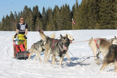 La Pesse 2014 Course de chiens de traineau (vendredi 7 Samedi 8/03/2014), IMG_4326