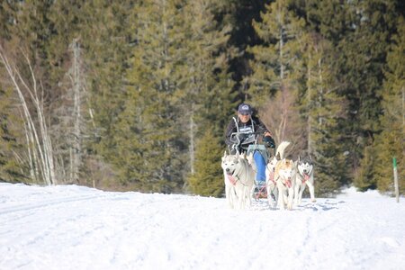 La Pesse 2014 Course de chiens de traineau (vendredi 7 Samedi 8/03/2014), IMG_4331