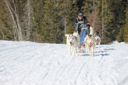 La Pesse 2014 Course de chiens de traineau (vendredi 7 Samedi 8/03/2014), IMG_4332